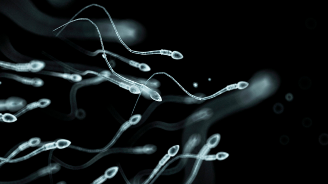 Datos fertilidad