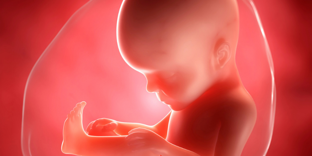 Gen desarrollo placenta