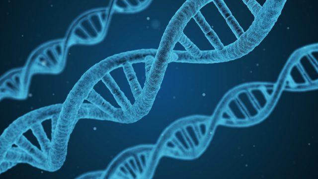 Nuevo descubrimiento, Genes necesarios para la Fertilidad