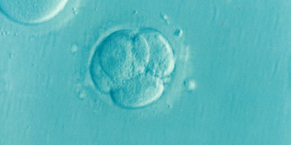 Autorizada la modificación de los genes de 40 embriones humanos en España