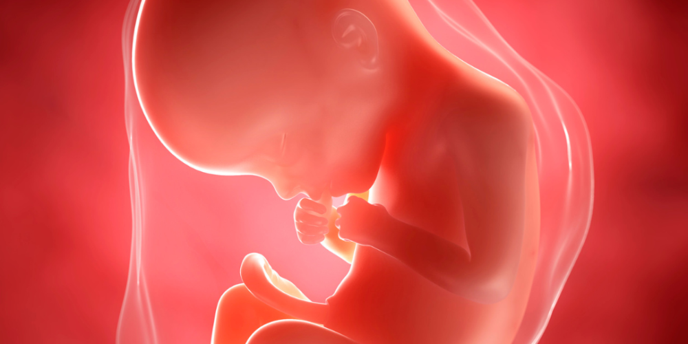 Genética y placenta